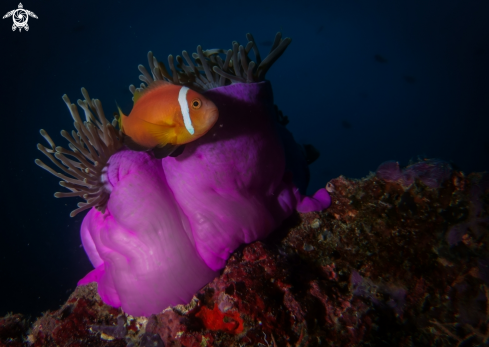 A Maldivian Clownfish