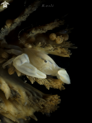 A Porcelain Crab