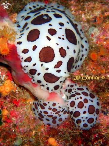 A Peltodoris atromaculata | Doris