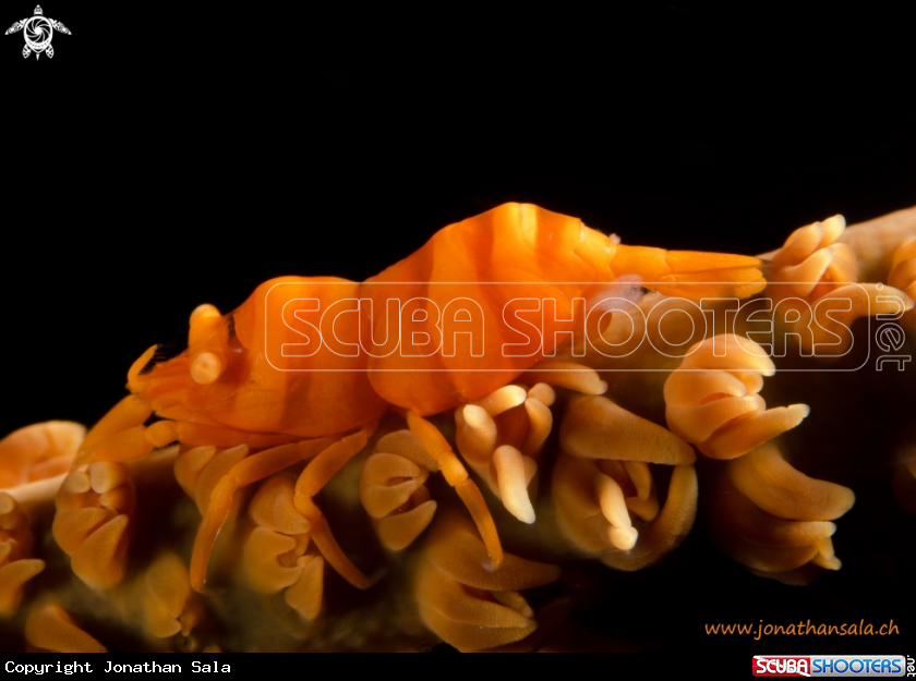A Whip Coral Shrimp
