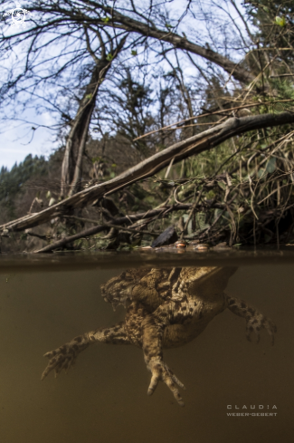 A bufo bufo | toad