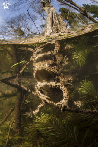 A bufo bufo | toad