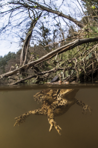 A bufo bufo | toad