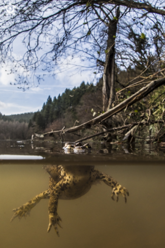 A bufo bufo | toad