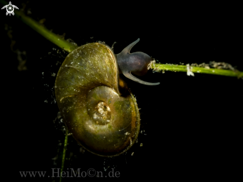 Posthornschnecke (Planorbarius corneus)