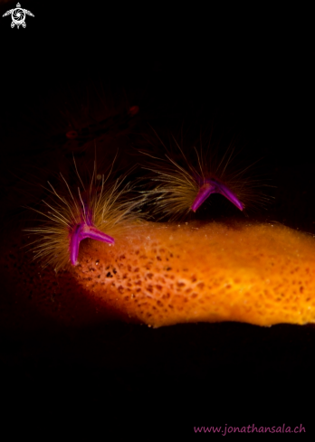 A Squat Lobster