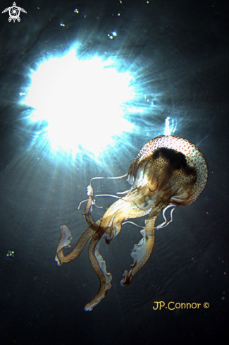 A Pelagia noctiluca | méduse pélagique 