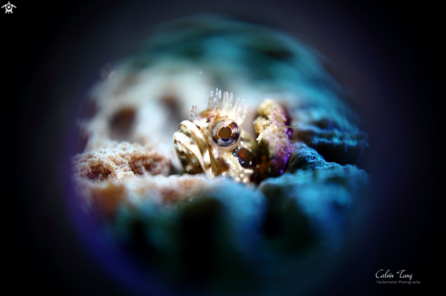 A Blenny