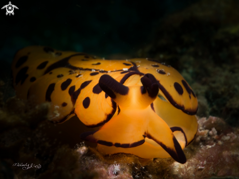 A Nudibranch