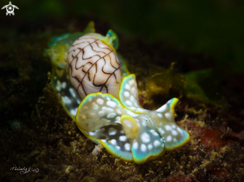 A Bubble Shell 