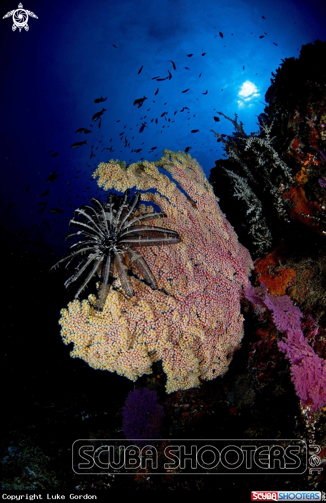 A Bali Reef