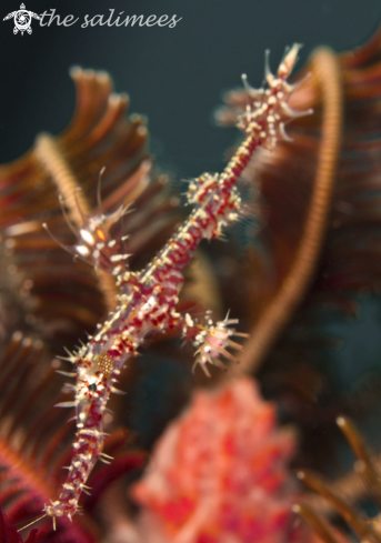 A Ghost Pipefish