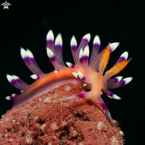 Desirable Flabellina nudibranch