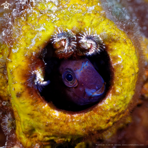 A Bicolour Blenny