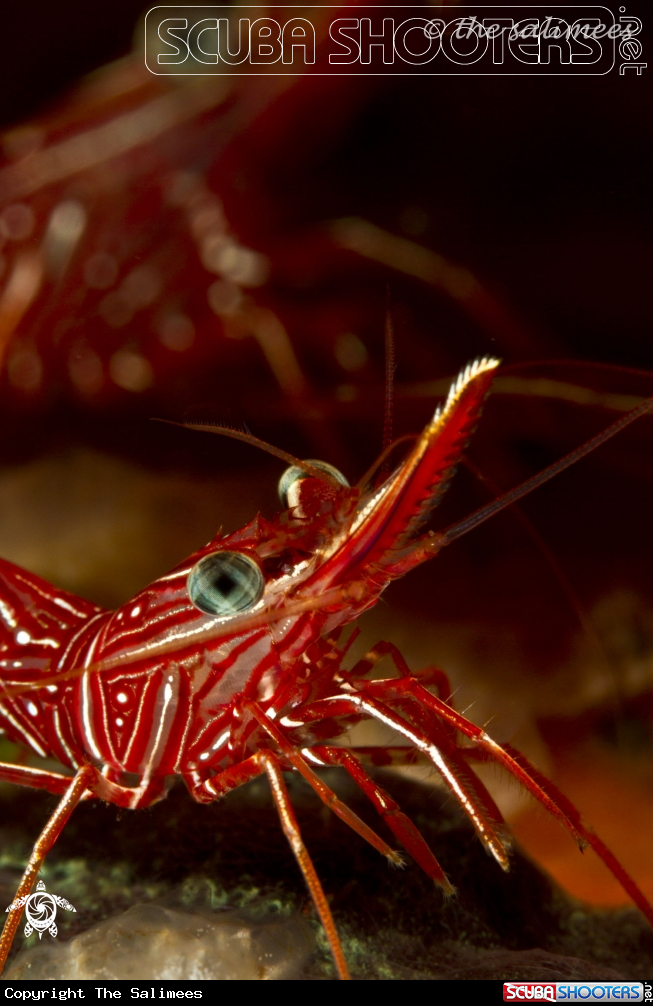 A Hingebeak shrimp