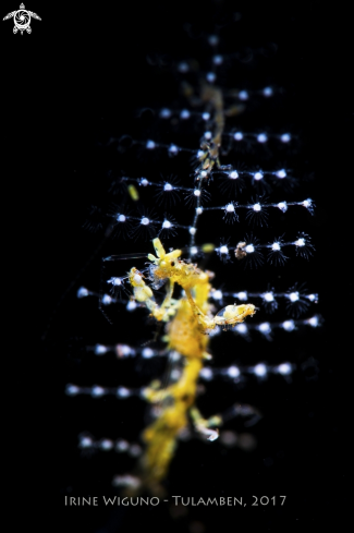 A skeleton shrimp | skeleton shrimp