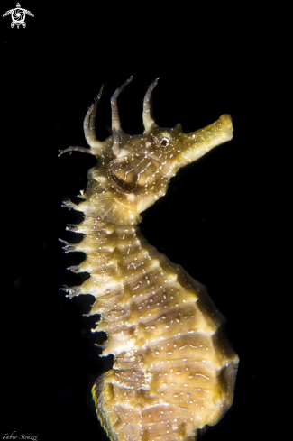 A Hippocampus guttulatus