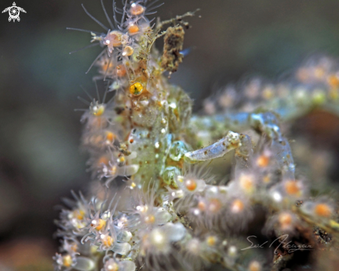 A decorator crab