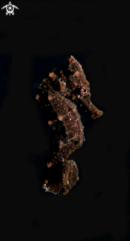 A Common Seahorse