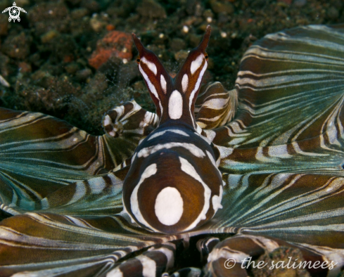 A Mimic Octopus