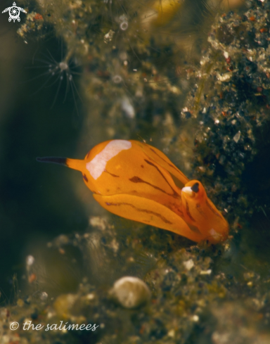 A gastropteridae | tiger siphopteron