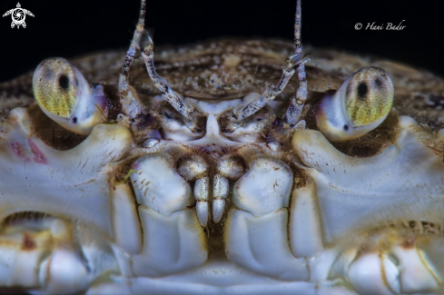 A Blue Swimmer Crab