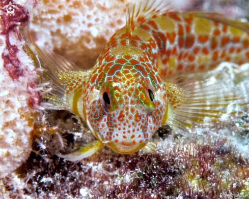 A Tessellated Blenny