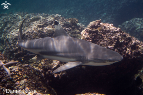 A Carcharhinus melanopterus | Black tip reef shark
