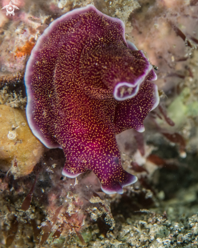 A Marine flatworm