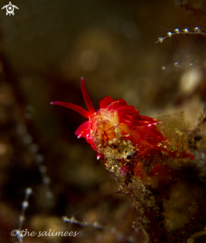 A underwater creature