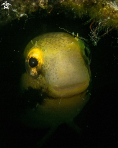 A Blenny