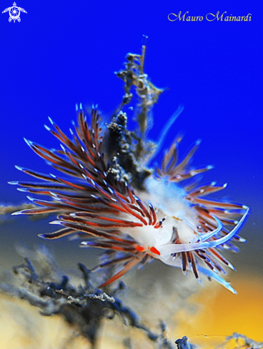 A Nudibranch