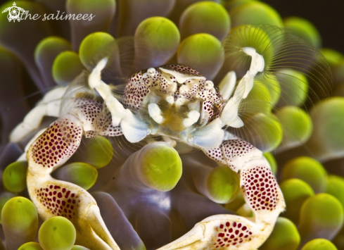 A porcelain crab