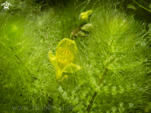 A Verkannter Wasserschlauch (Utricularia australis),