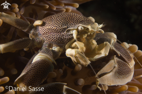 A Petrolisthes maculatus | Porcelain Anemone Crab