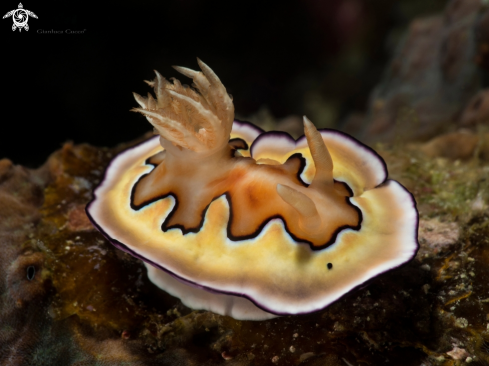 A Nudibranch