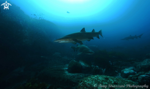 A Carcharias taurus | Grey Nurse Shark