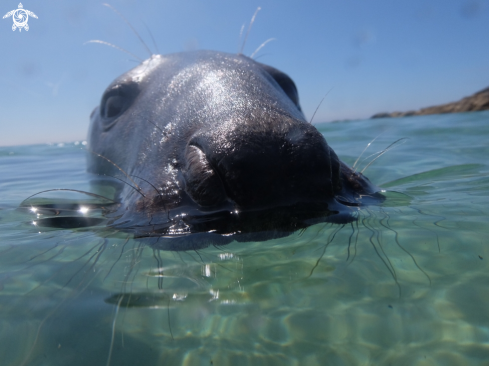 A Common seal