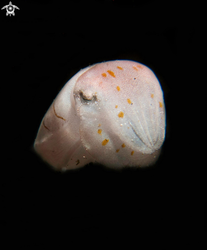 A Juvenile Broadclub Cuttlefish