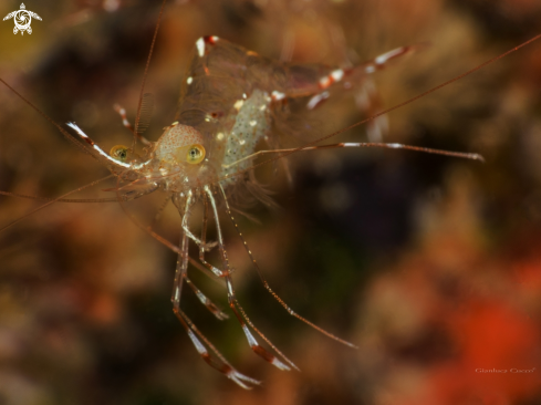 A Bruun's Cleaning Partner Shrimp