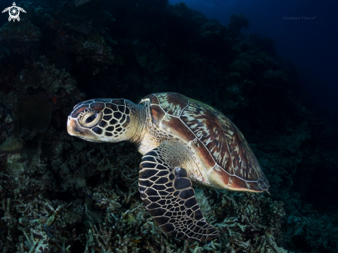 A Chelonia mydas | Green Turtle