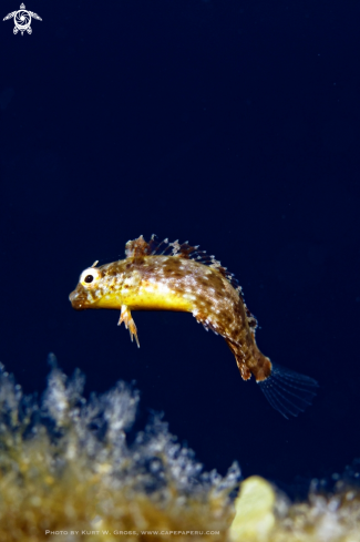 A Blenny | Gobi
