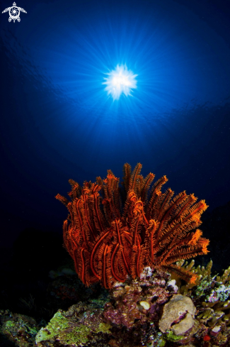 A Crinoid and Sunburst