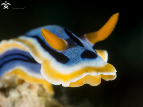 A Chromodoris magnifica | Nudibranch