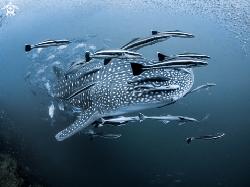 A Rhincodon typus | Whale Shark