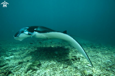 A manta ray