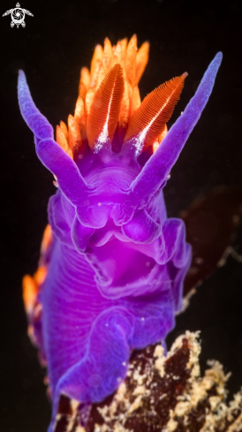 A Flabellina Iodinea | Spanish Shawl