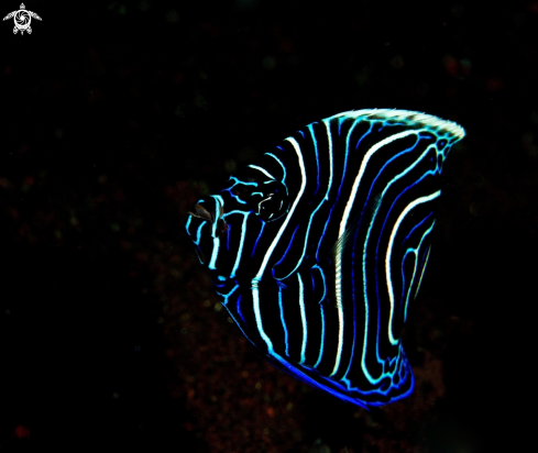 A Juvenile Emperor Angelfish