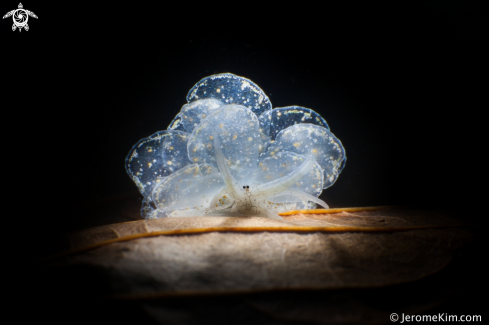 A Cyerce sp. | Butterfly slug