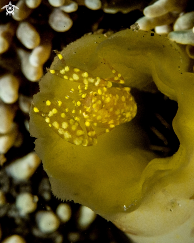 A Ascidonia flavomaculata | Ascidonia flavomaculata